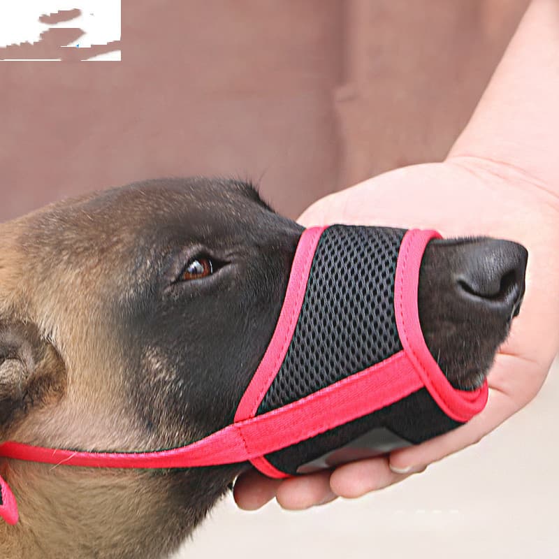 Bozal para Labrador previene alimentación indiscriminada