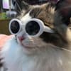 Gafas de sol para mascotas, marco redondo