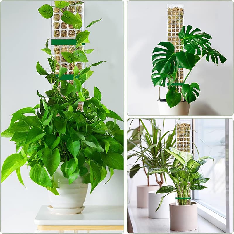 Poste de musgo para plantas trepadoras 60 x 10 cm