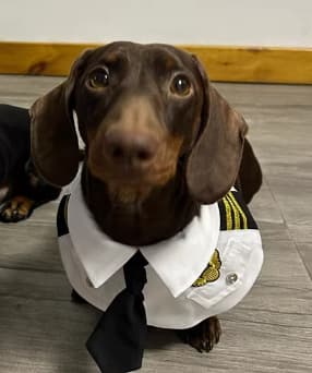 Disfraz divertido para perro salchicha Halloween