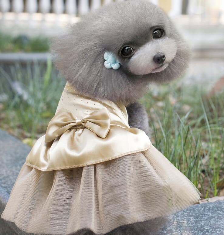 Vestido de boda para perros