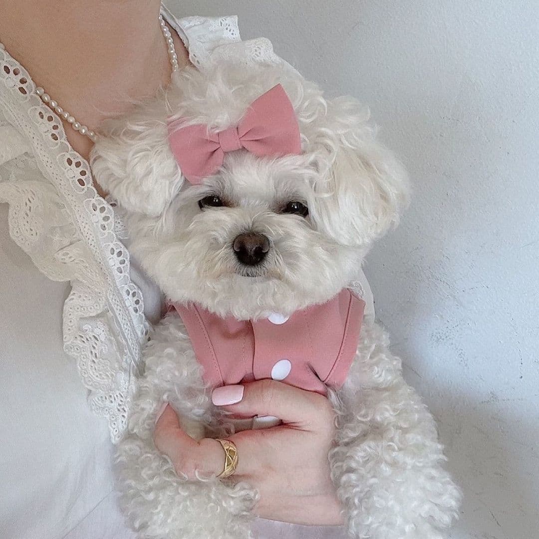 Falda de encaje para mascotas, estilo criada elegante