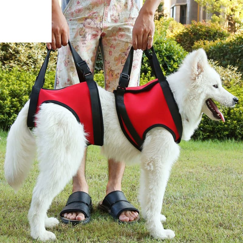 Cinturón de apoyo para perros ancianos