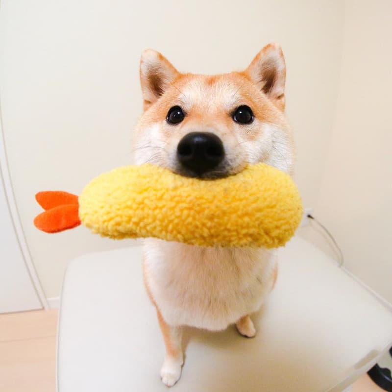 Juguete de goma para perro forma camarón