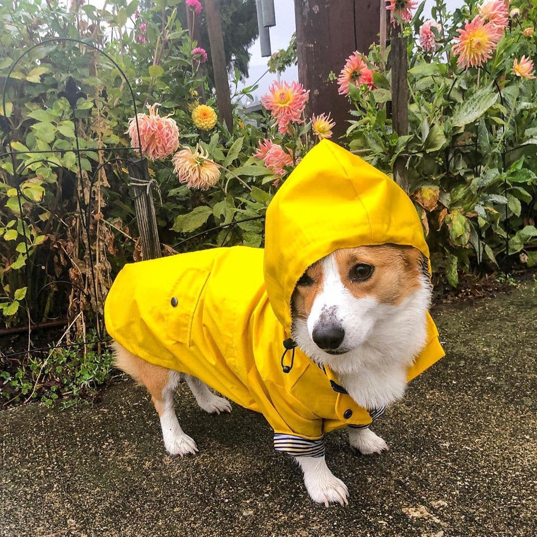 Impermeable acolchado para perro estilo retro británico