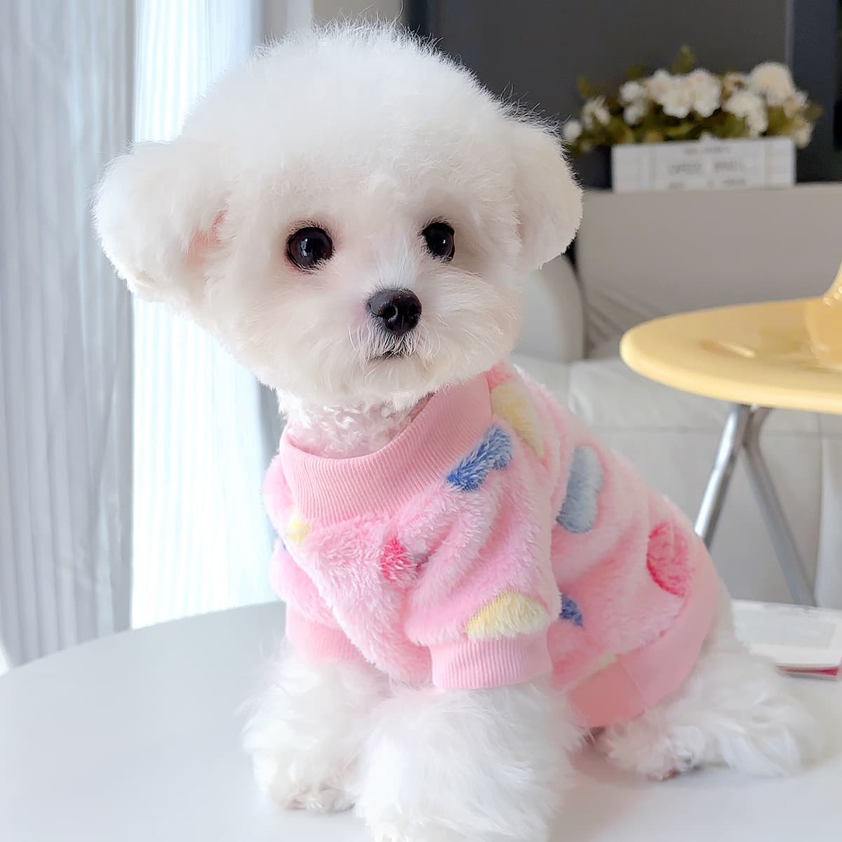 Ropa franela suave para mascotas estilo Instagram