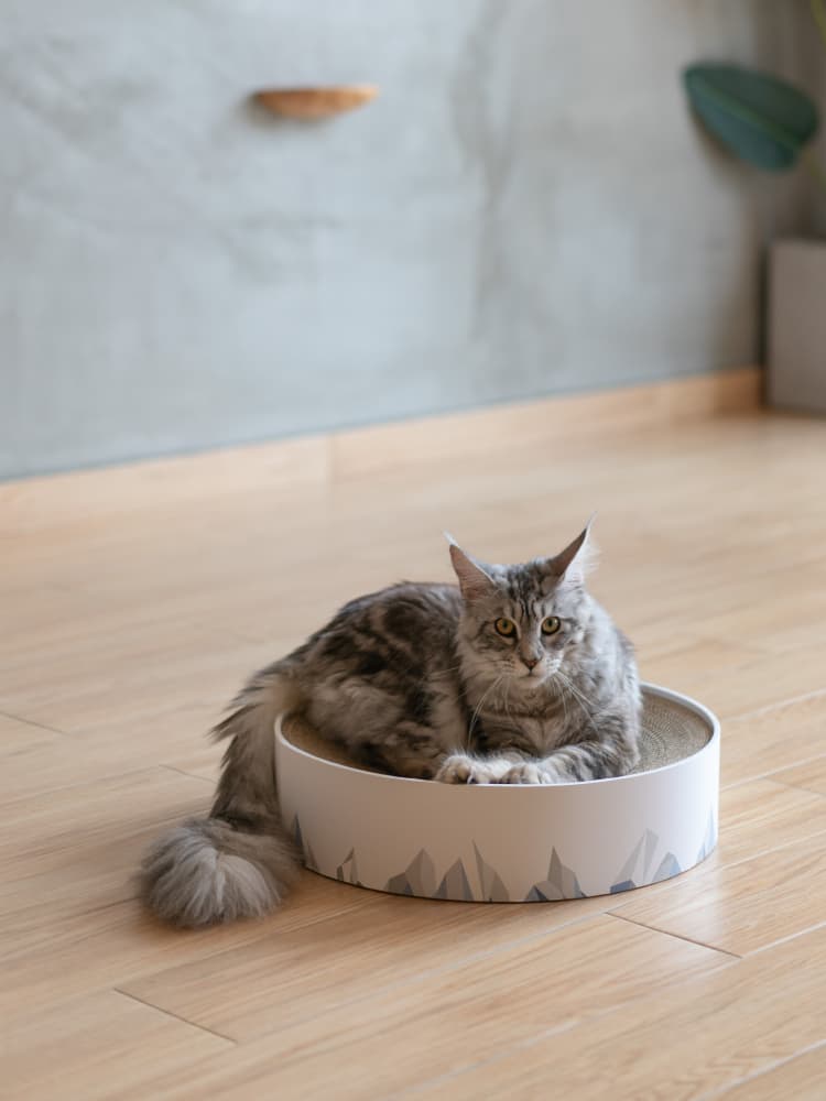 Rascador para gatos Valley con papel corrugado