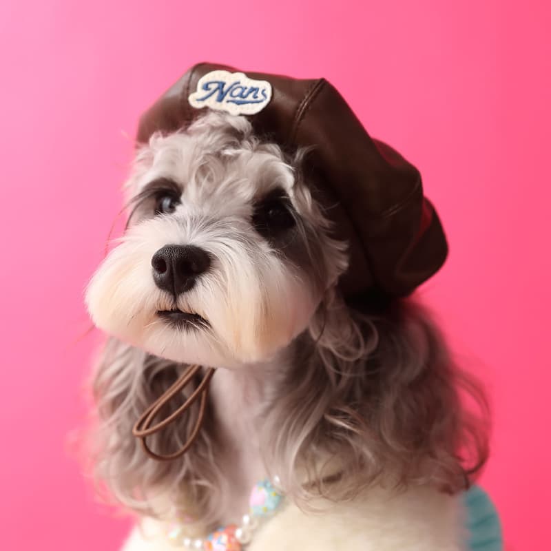 Gorro de calabaza cóncavo para perros