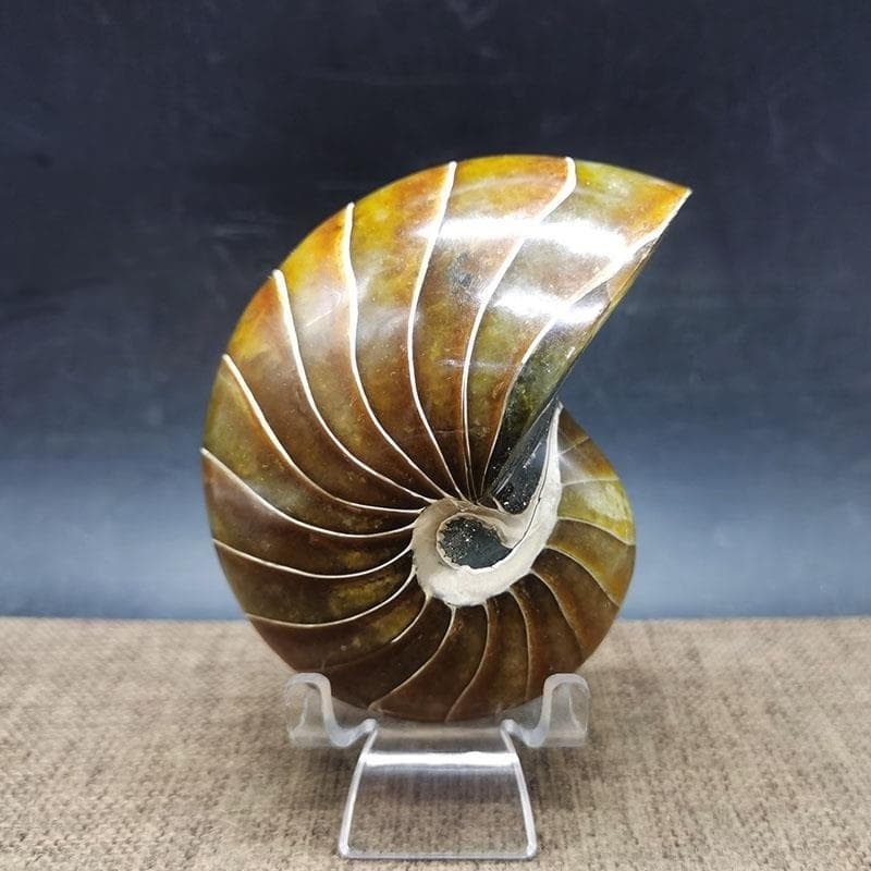 Adorno de fósil de caracol antiguo para colecciones