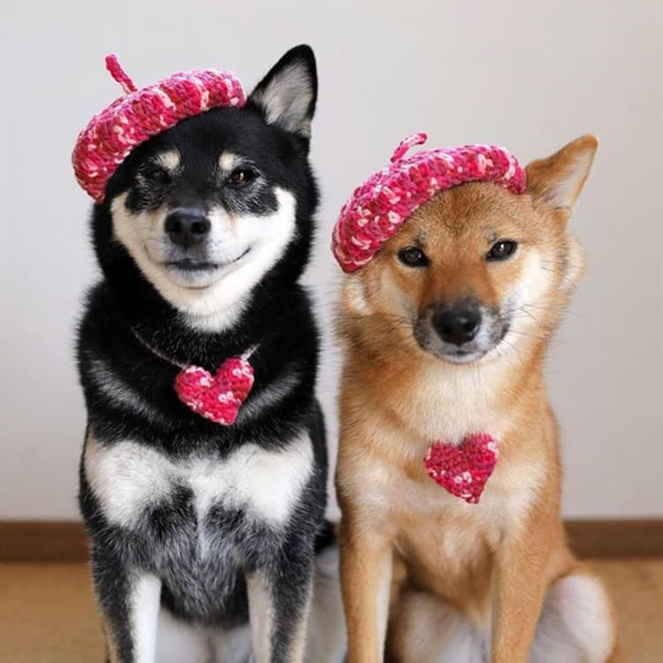 Boina tejida a mano para mascotas, multicolor y adorable