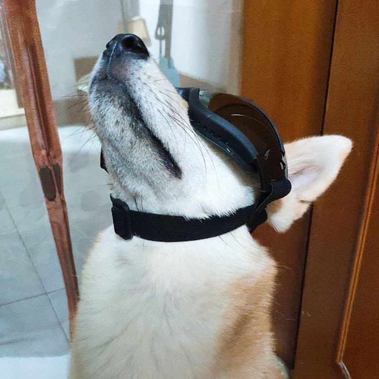 Gafas de sol para mascotas perros y gatos