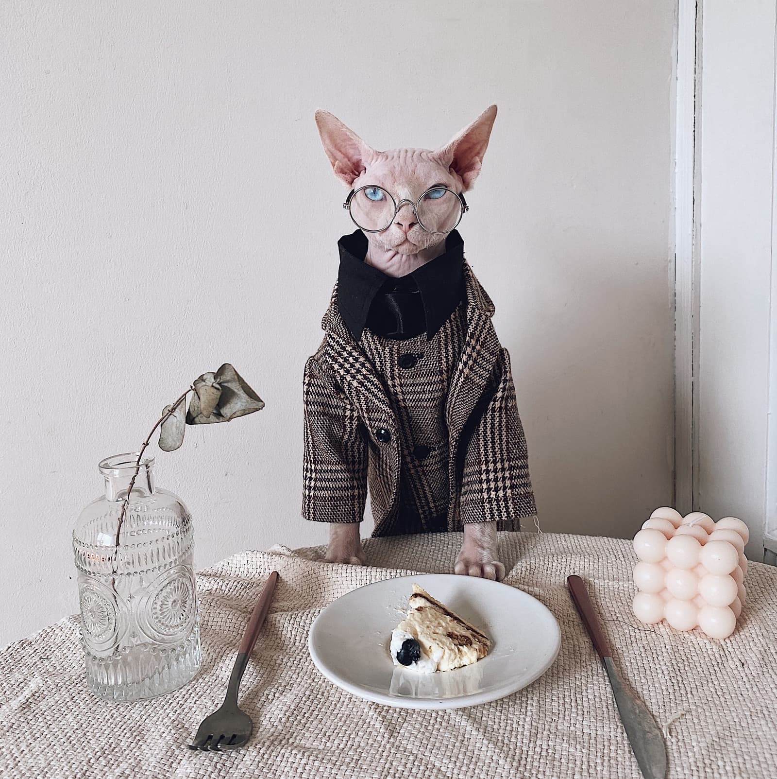 Conjunto de ropa para gato esfinge: chaqueta, camisa y corbata