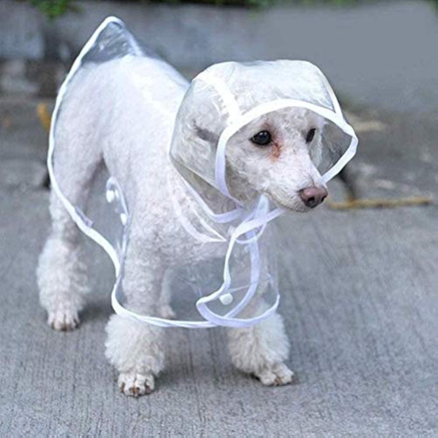 Impermeable transparente para perros pequeños y medianos