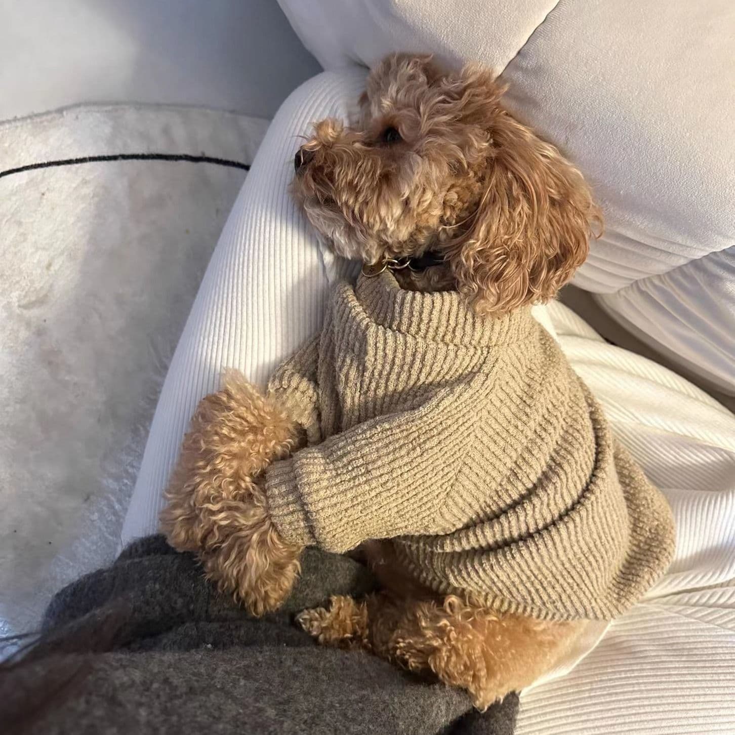 Suéter para perro pequeño con diseño acogedor