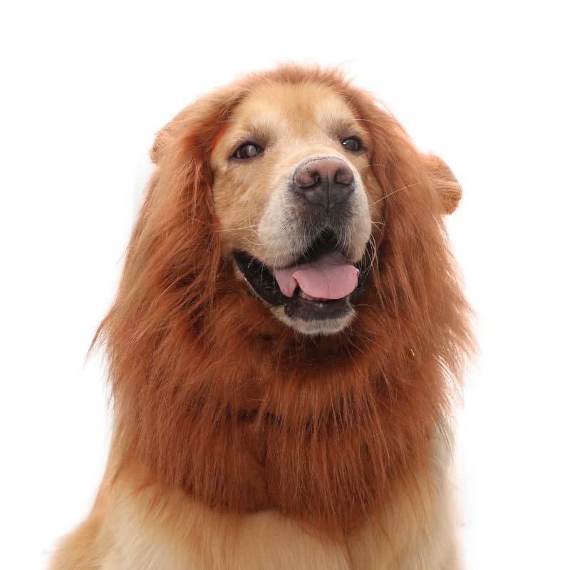 Peluca de león para perros, accesorio de disfraz