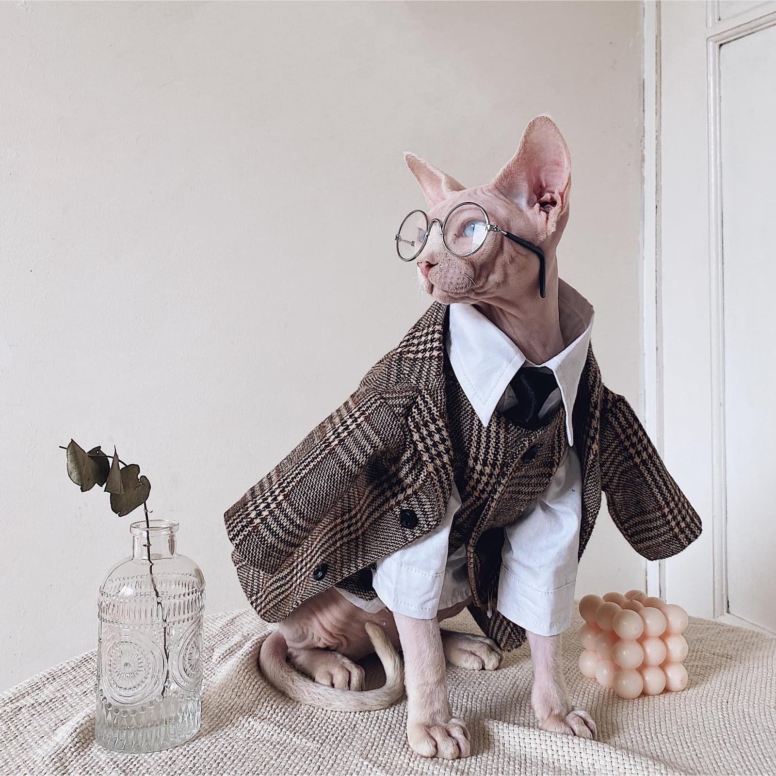 Conjunto de ropa para gato esfinge: chaqueta, camisa y corbata