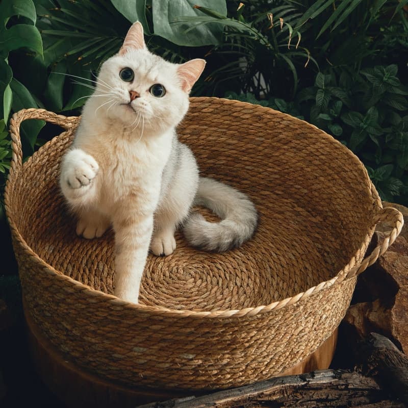 Cama para gatos de junco con marco y almohadilla
