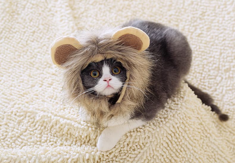 Gorro león adorable para gatos y mascotas