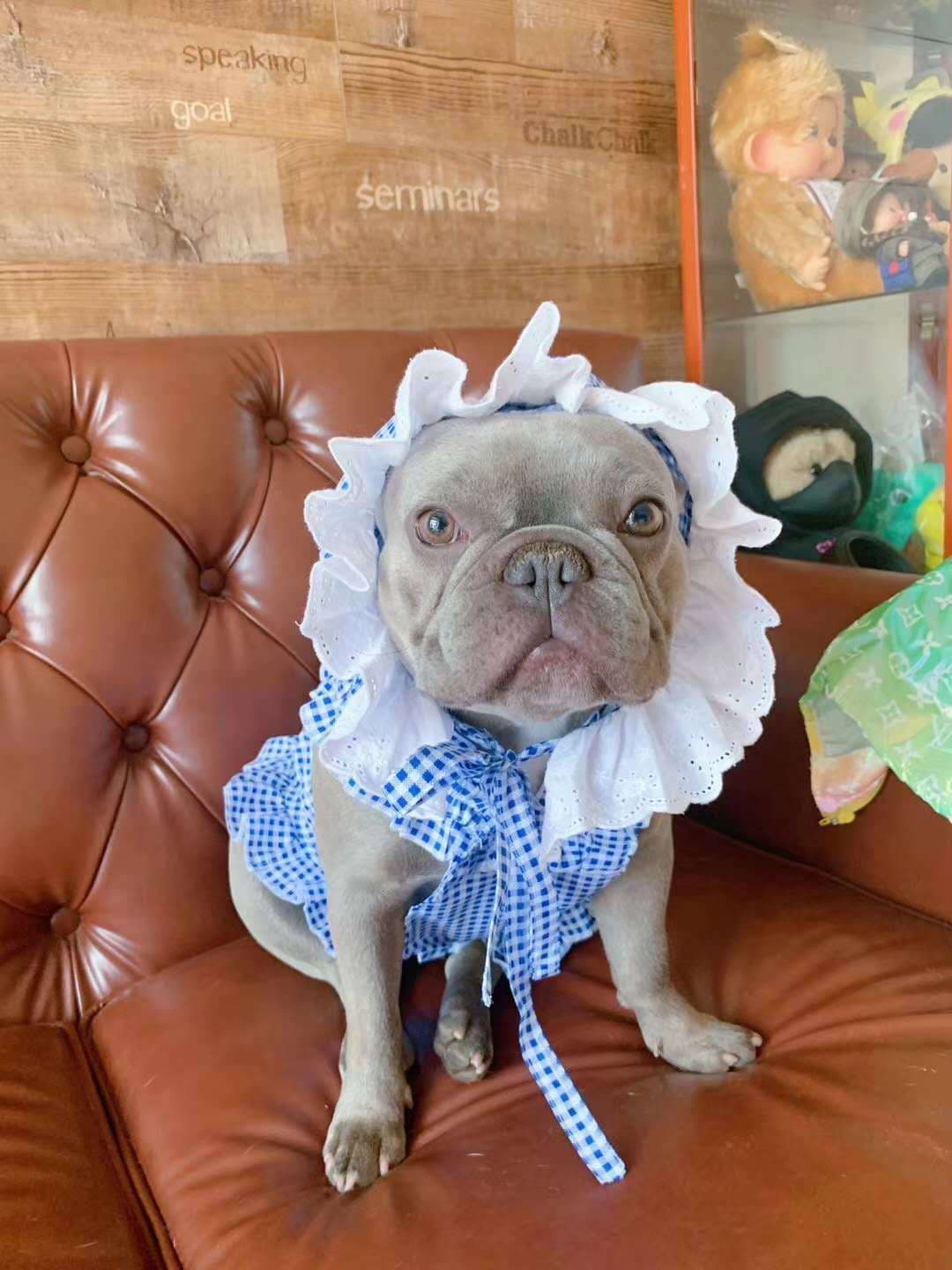 Vestido para perro a cuadros, set creativo