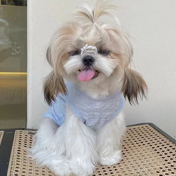 Chaleco respirable para mascotas