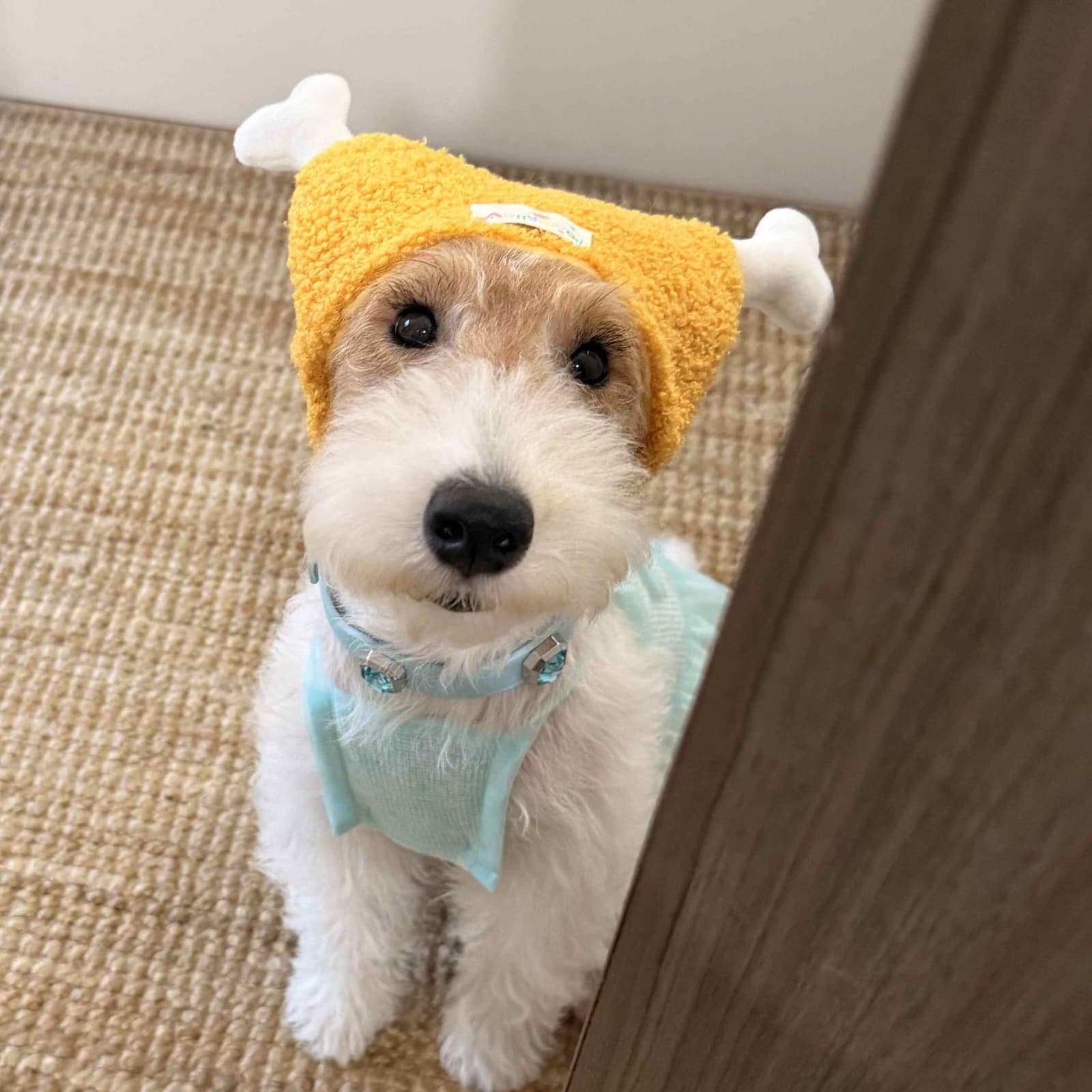 Accesorios divertidos tipo pollo para mascotas