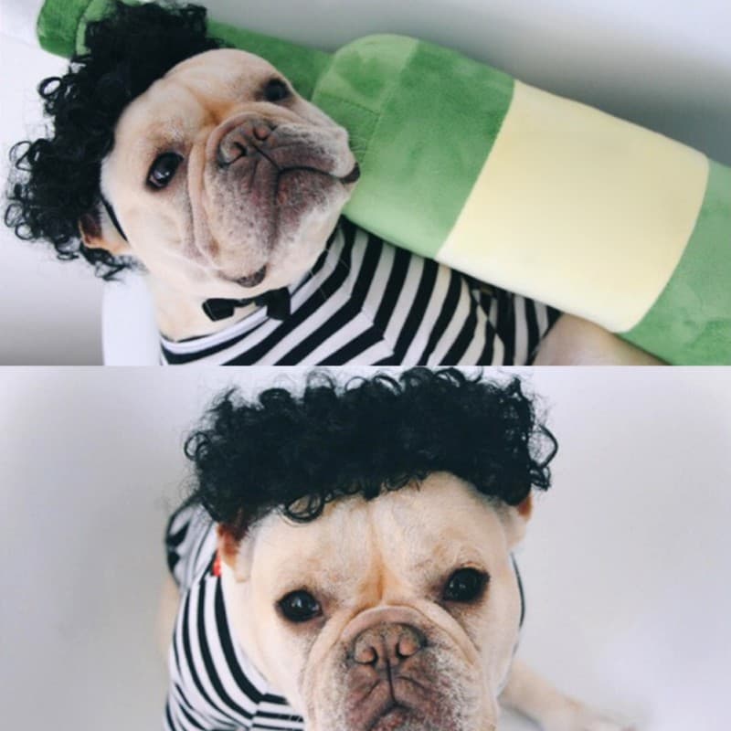 Peluca divertida simple para mascotas