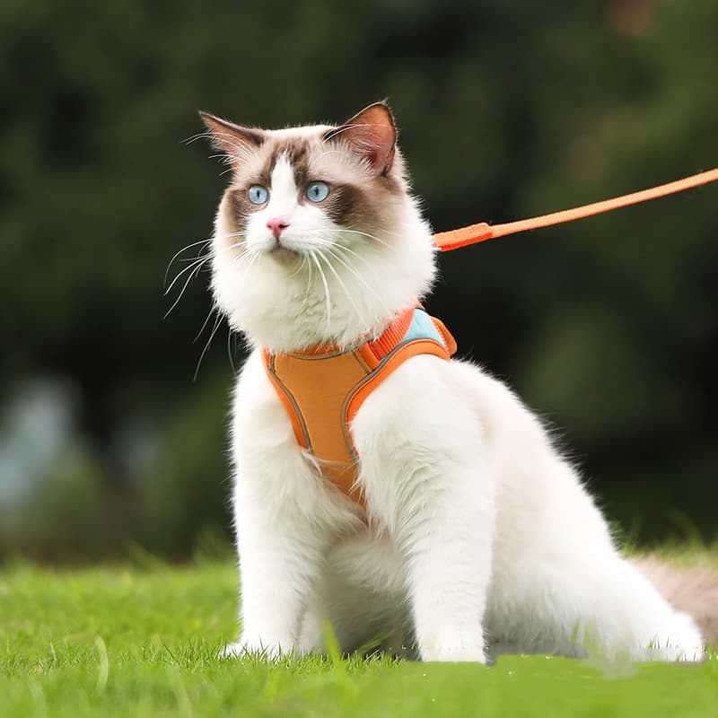 Arnés reflectante gato anti-escape con correa