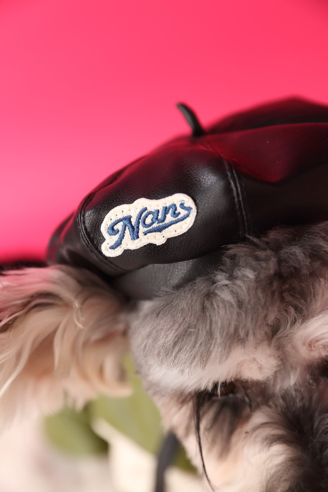Gorro de calabaza cóncavo para perros