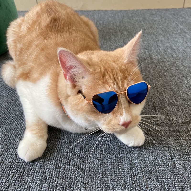Gafas de sol miniatura para gatos, diseño elegante
