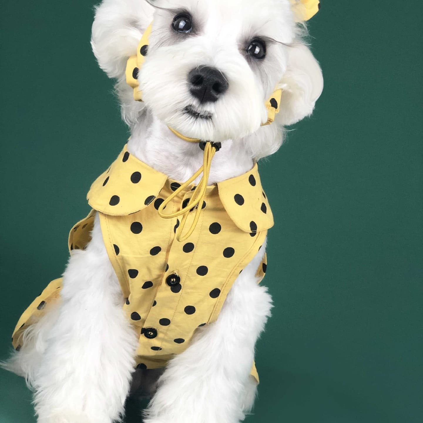 Vestido de verano para perro pequeño estilo princesa