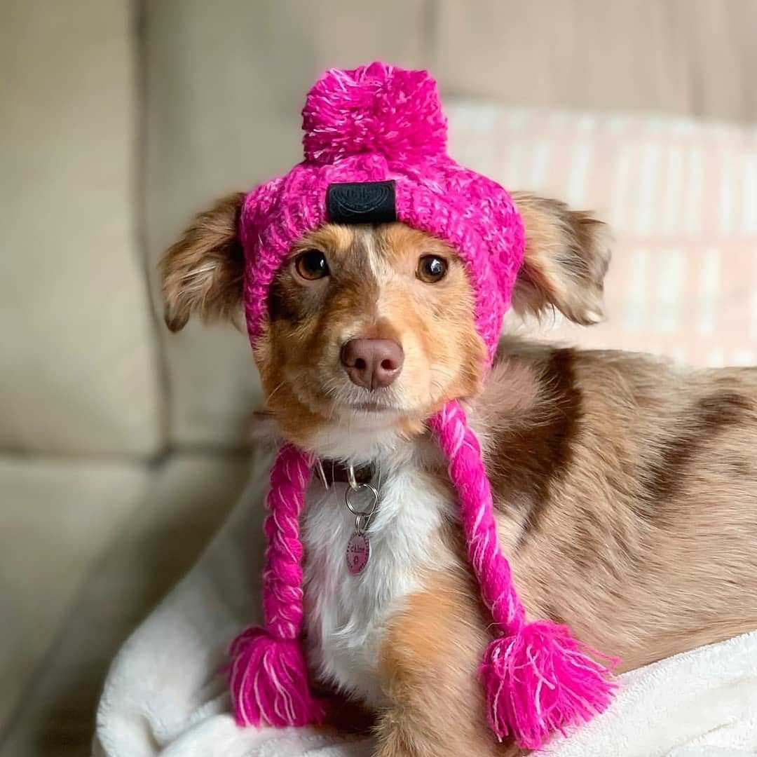 Gorro de invierno para perros, acrílico cálido y resistente