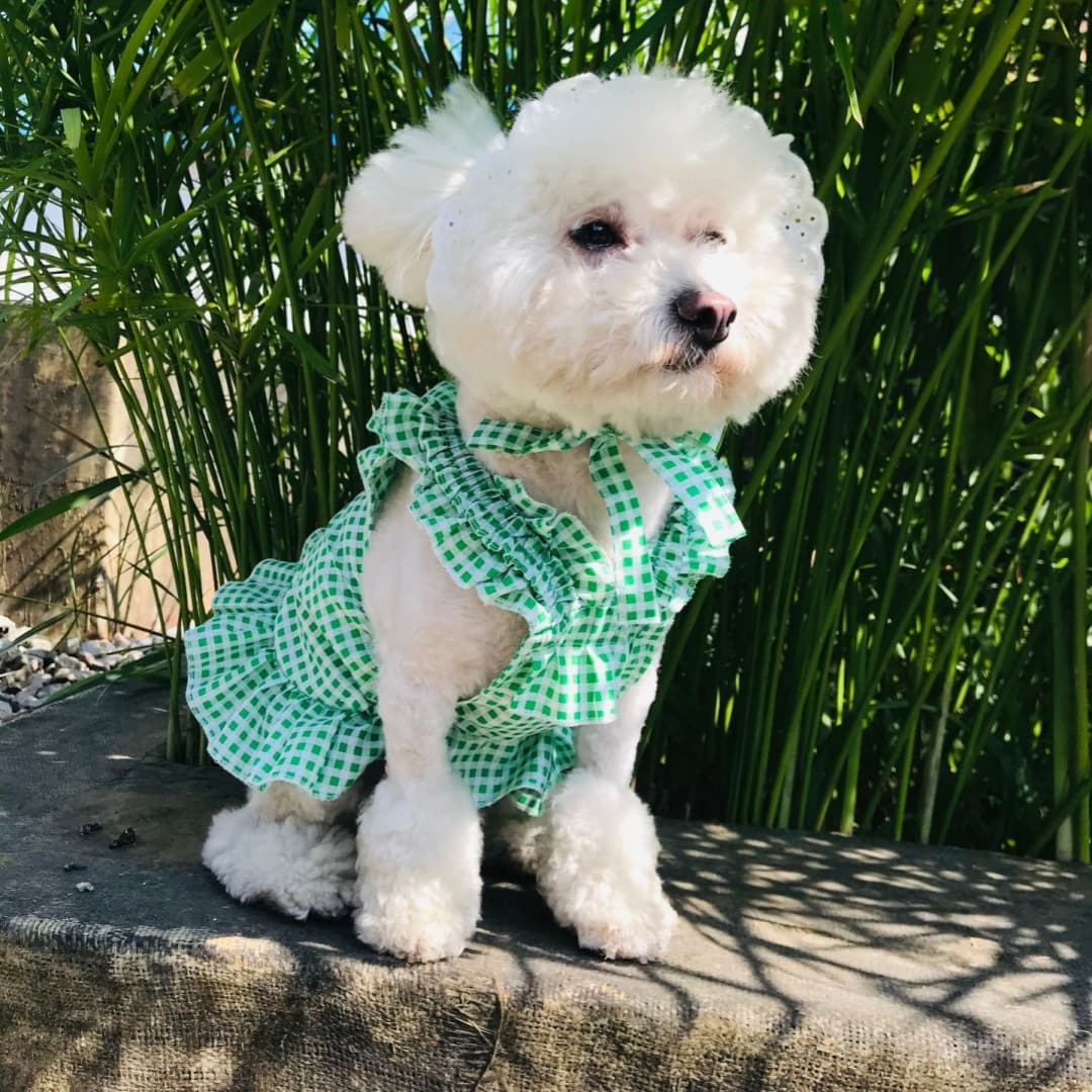 Vestido para perro a cuadros, set creativo
