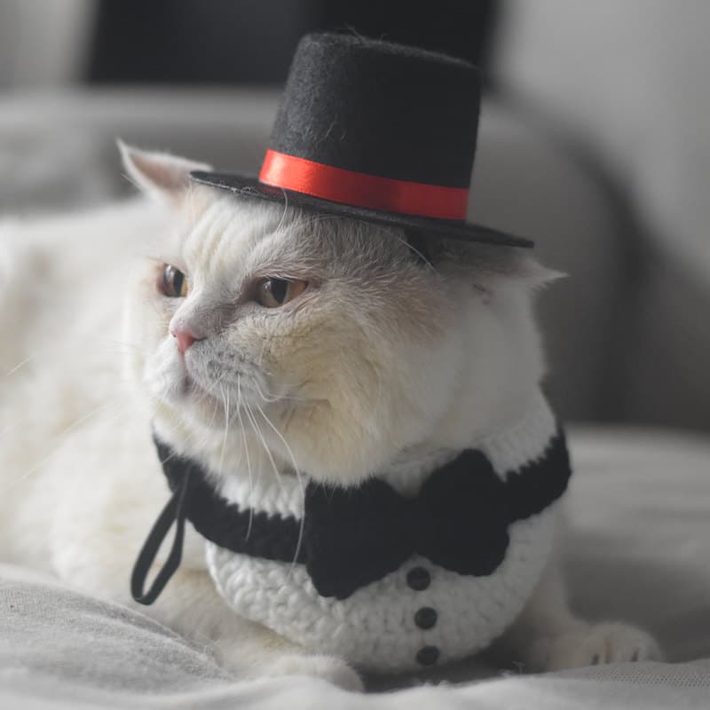 Disfraz elegante para gatos, sombrero y cuello