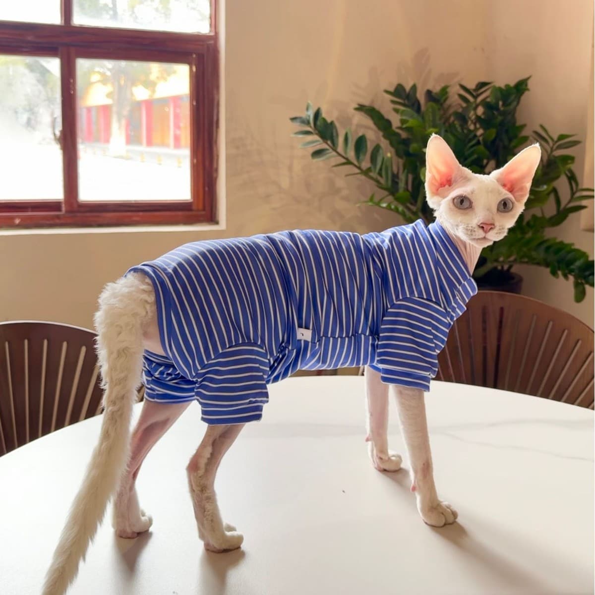 Playera transpirable para gatos sin pelo