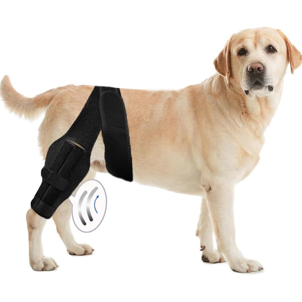 Cinturón de apoyo rehabilitación perros, lesión pata trasera