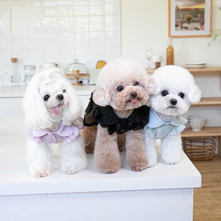 Ropa de mascota estilo japonés y coreano