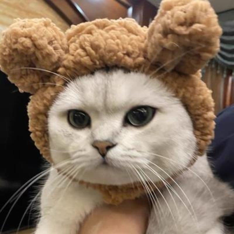 Gorro de oso de peluche para mascotas, adorable y cálido